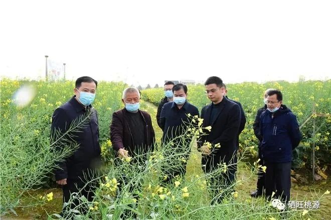 縣人大常委會主任江志暉帶隊(duì)調(diào)研富硒油茶、油菜高產(chǎn)技術(shù)